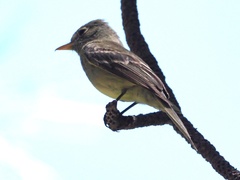 Empidonax affinis
