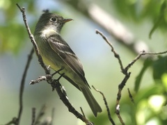 Empidonax affinis