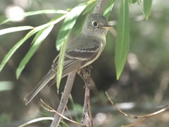 Empidonax affinis
