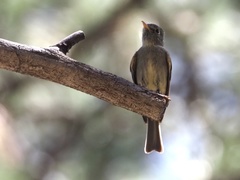 Empidonax affinis
