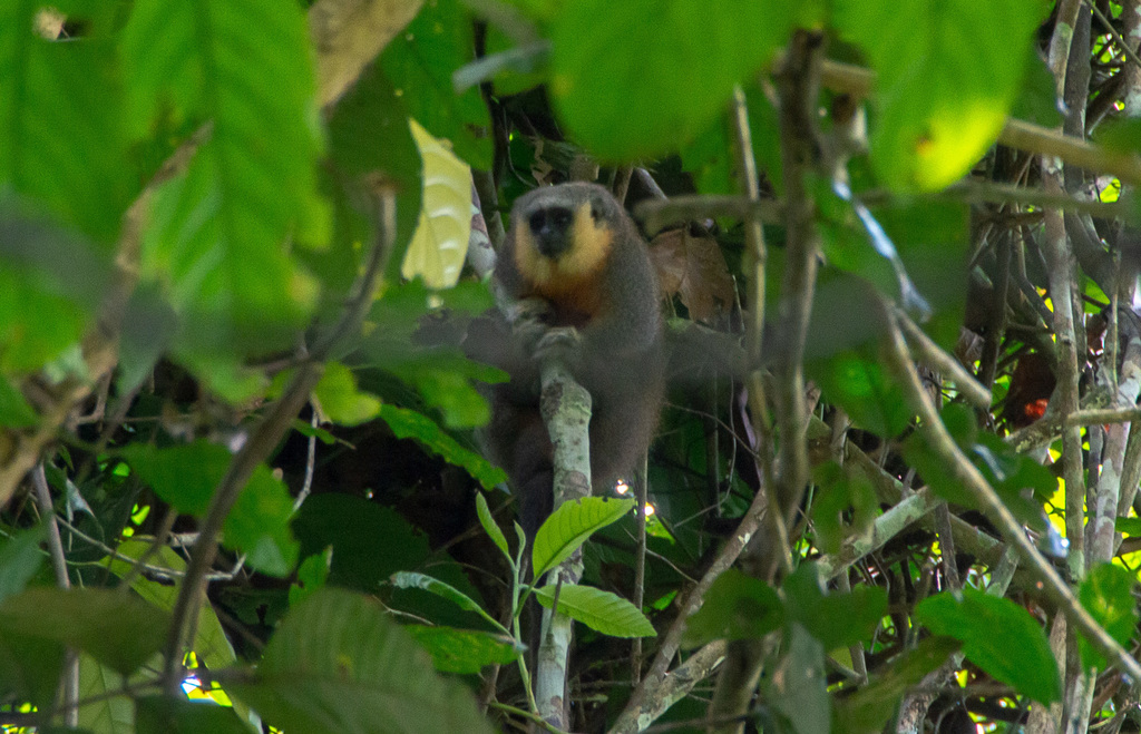 Vieira's Titi Monkey