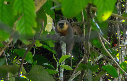 Vieira's Titi Monkey