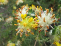 Anthyllis vulneraria