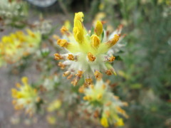 Anthyllis vulneraria