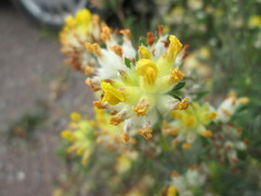 Anthyllis vulneraria