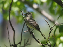 Empidonax affinis