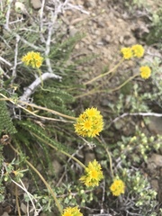 Ivesia gordonii