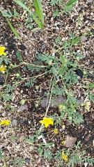 Sibbaldianthe orientalis