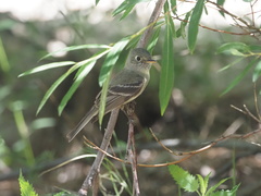 Empidonax affinis