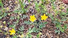 Sibbaldianthe orientalis
