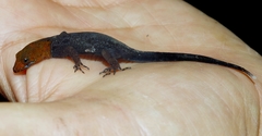 Gonatodes albogularis fuscus