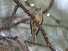 Empidonax affinis