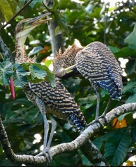Tigrisoma mexicanum