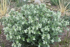 Lithospermum occidentale