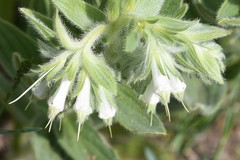 Lithospermum occidentale