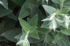 Lithospermum occidentale