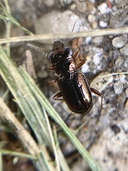 Notiophilus aeneus