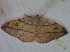 Hypochrosis hyadaria
