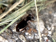 Notiophilus aeneus