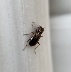 Notiophilus aeneus