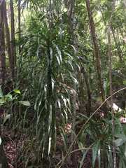 Dracaena angustifolia