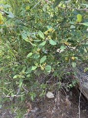 Frangula californica ursina