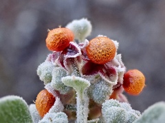 Chenopodium curvispicatum