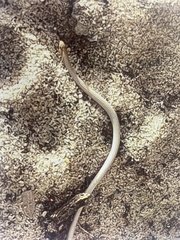 Aprasia repens