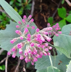 Adenostyles leucophylla