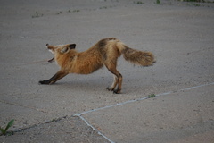 Vulpes vulpes