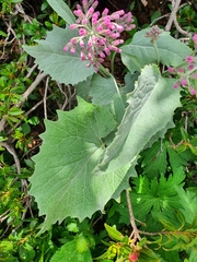 Adenostyles leucophylla