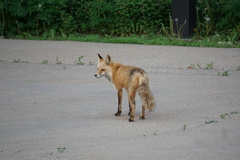Vulpes vulpes