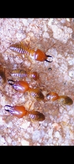 Syntermes molestus