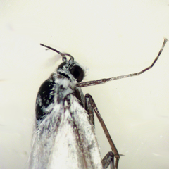 Tipanaea patulella