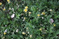 Dasiphora fruticosa