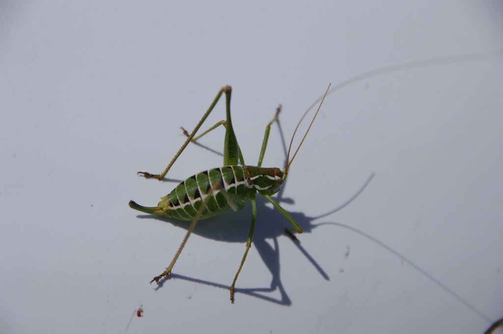 mountain-dwelling short-winged katydid