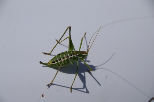 mountain-dwelling short-winged katydid