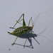 Mountain-dwelling Short-winged Katydid - Photo (c) Eric Knight, some rights reserved (CC BY)