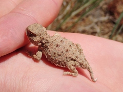 Phrynosoma douglasii