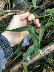 Strobilanthes anisophyllus