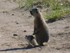 Spermophilus erythrogenys