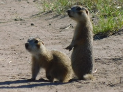 Spermophilus erythrogenys