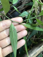 Strobilanthes anisophyllus