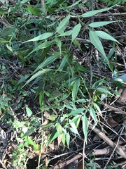 Strobilanthes anisophyllus