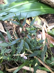 Strobilanthes anisophyllus