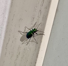 Cicindela sexguttata