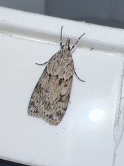 Scoparia basistrigalis