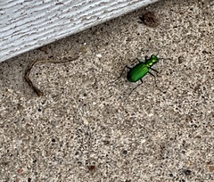 Cicindela sexguttata