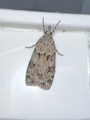 Scoparia basistrigalis