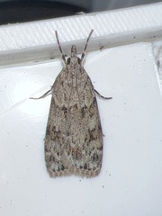 Scoparia basistrigalis